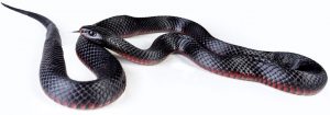 Small red belly